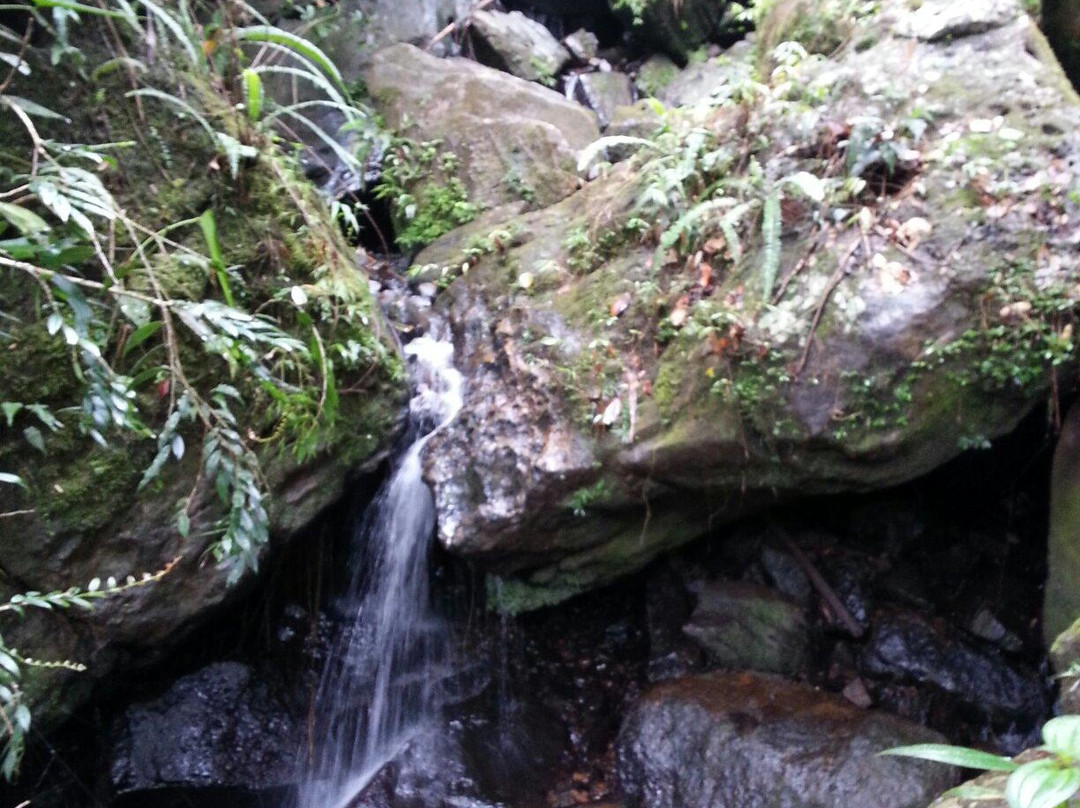 The Mine Trail (La Mina)-云盖国家森林公园必去景点