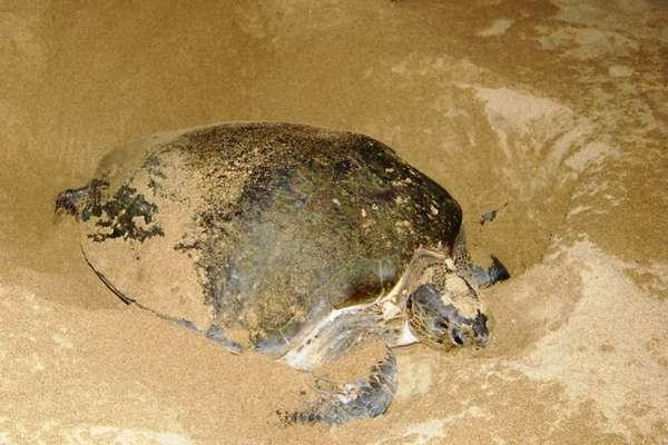 Ijen Trails Tour Service-巴纽旺宣必去景点