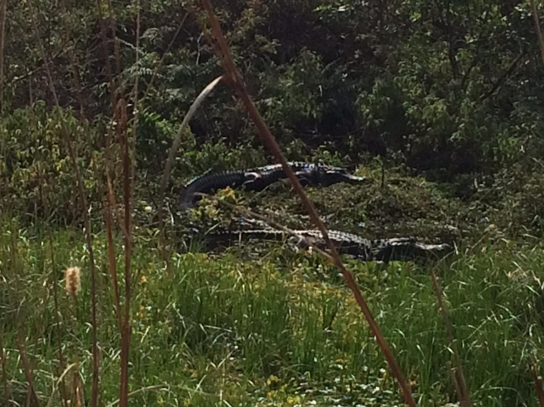 Orange Jeep Tours-Ave Maria必去景点