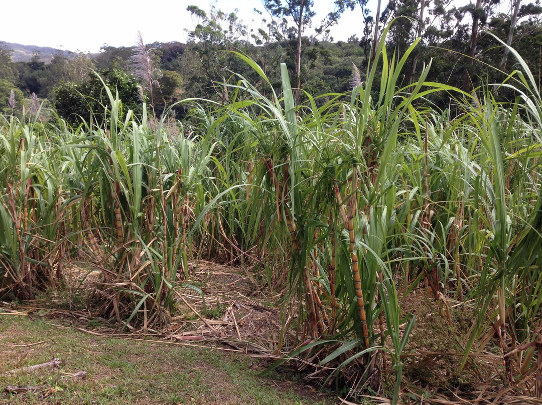 Finca Agroecoturistica景点图片