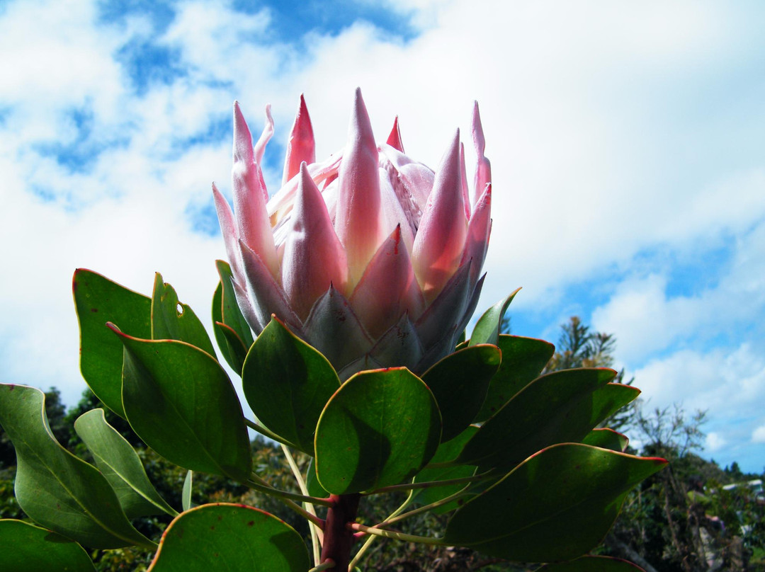 Shim's Coffee Farm-库拉必去景点