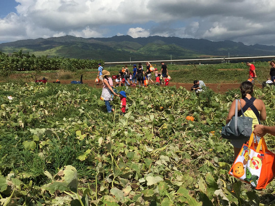 Aloun Farms-火奴鲁鲁必去景点