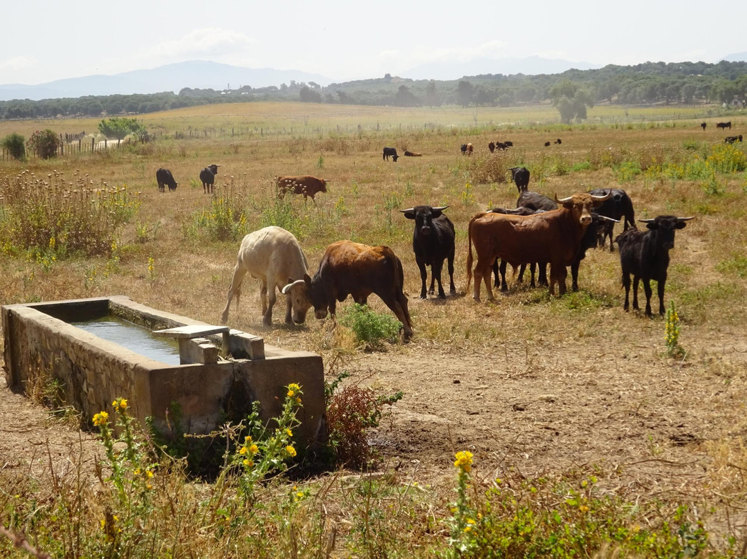 Bull Watch Cadiz景点图片