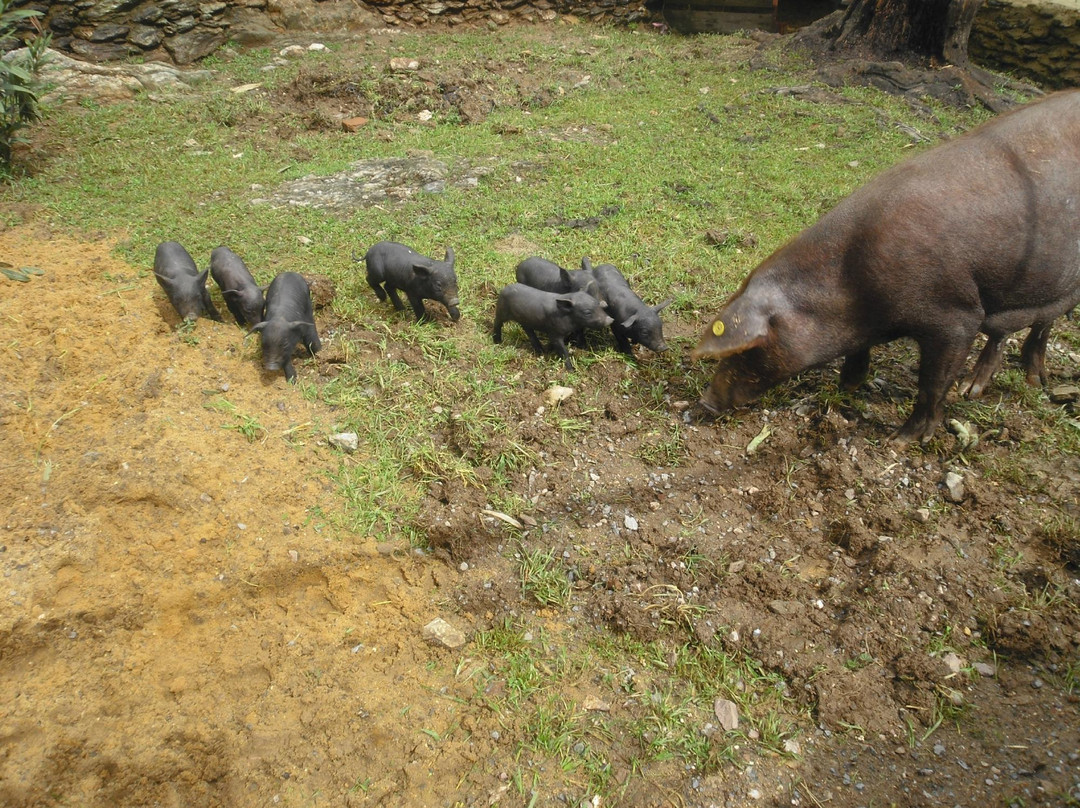 Finca Los Robledos景点图片