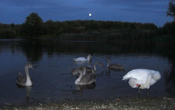 Bedfont Lakes Country Park景点图片