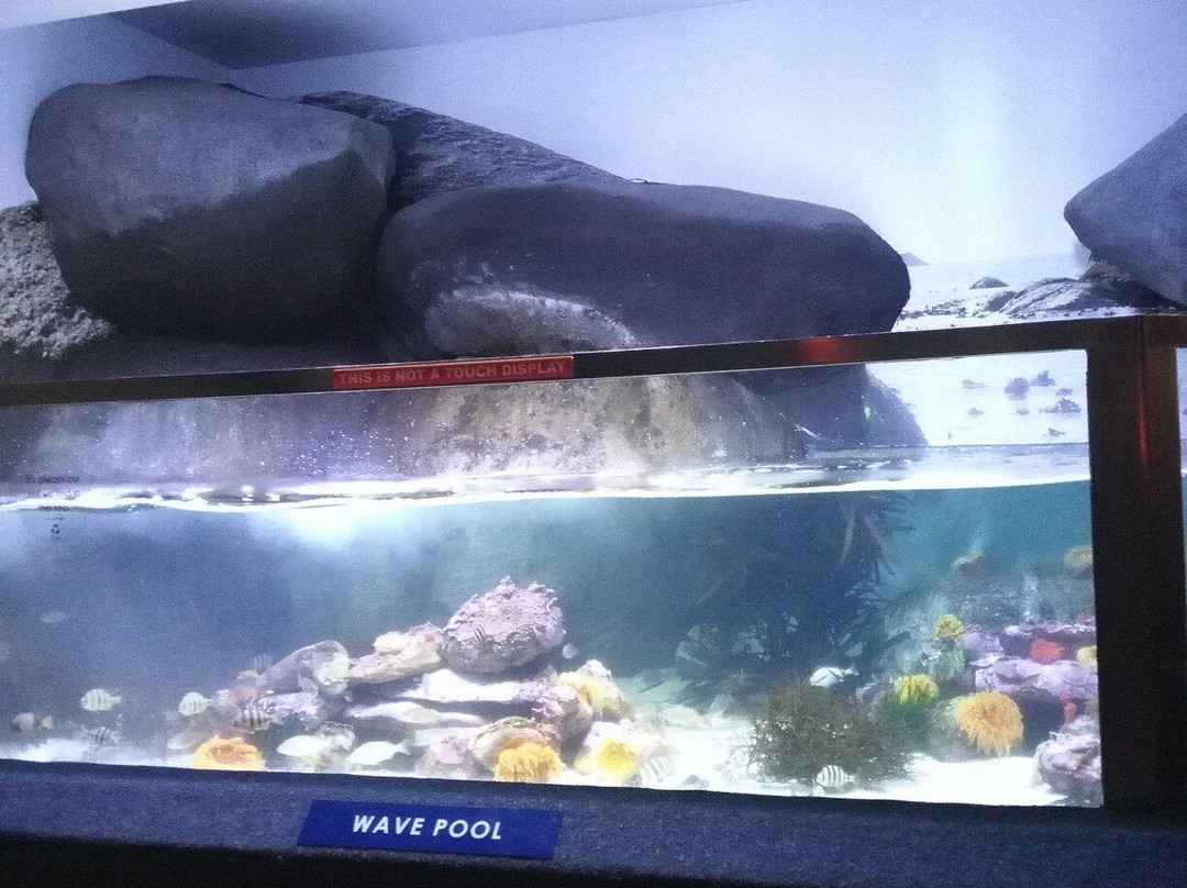 Two Oceans Aquarium-开普敦中心区必去景点