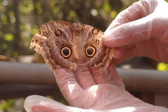 Borboletario de Osasco-Osasco必去景点