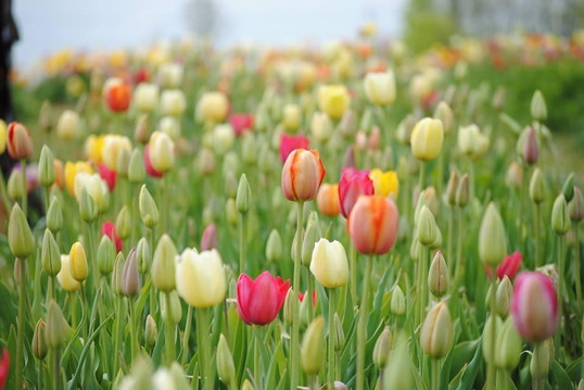 Burnside Farms-Haymarket必去景点