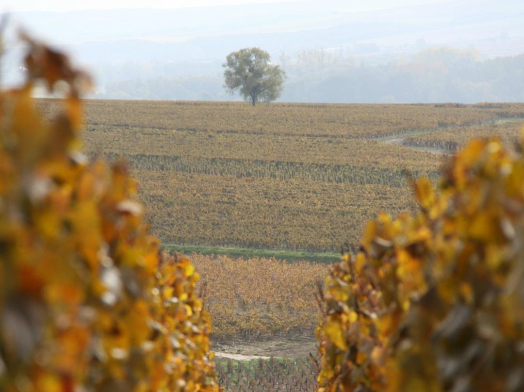 Divine Bourgogne Tours-博讷必去景点