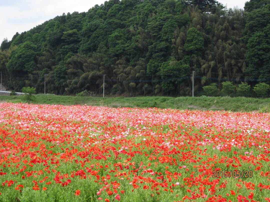 Cherry Blossom Trees along Sotome-樱市必去景点