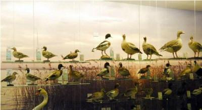 Sisan Museo Sisan delle Tradizioni Ornitologiche景点图片