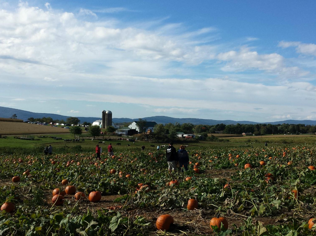 Jumbo's Pumpkin Patch-Middletown必去景点