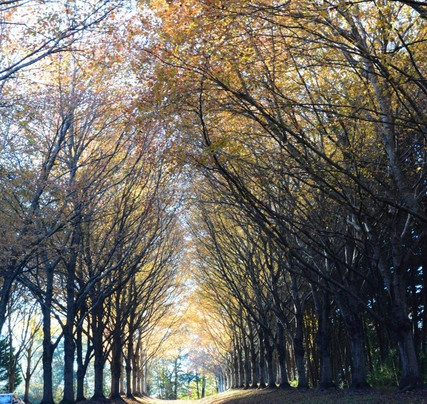 Gibbs Gardens-Ball Ground必去景点