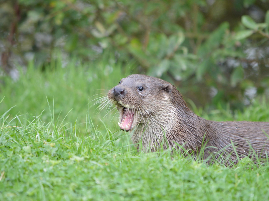 British Wildlife Centre景点图片