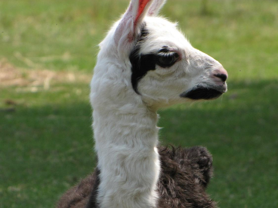 Zoo Animalia-Saint-Edouard-de-Maskinonge必去景点