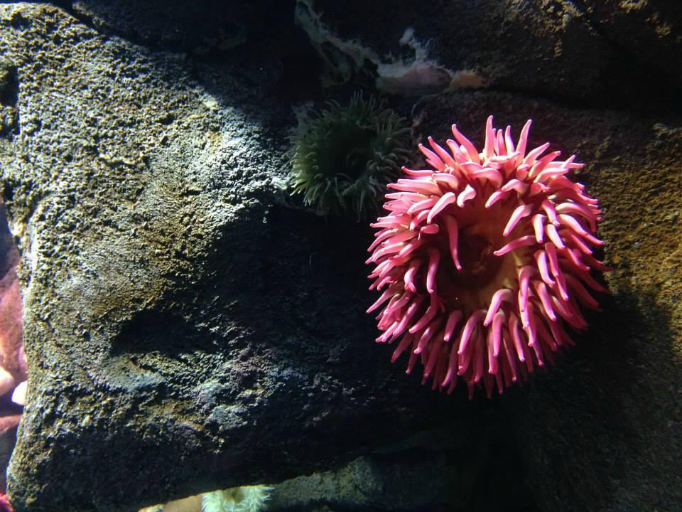 加拿大里普利水族馆-多伦多必去景点