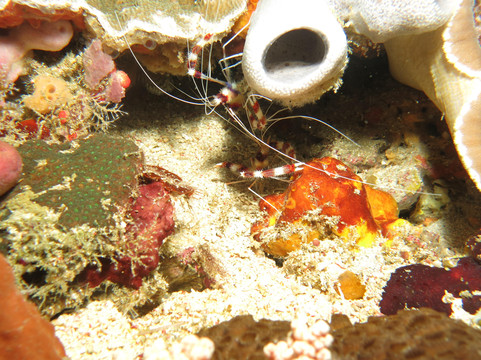 Two Fish Divers Lembongan-蓝梦岛必去景点