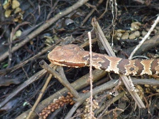 Arthur R. Marshall Loxahatchee National Wildlife Refuge-博因顿海滩必去景点