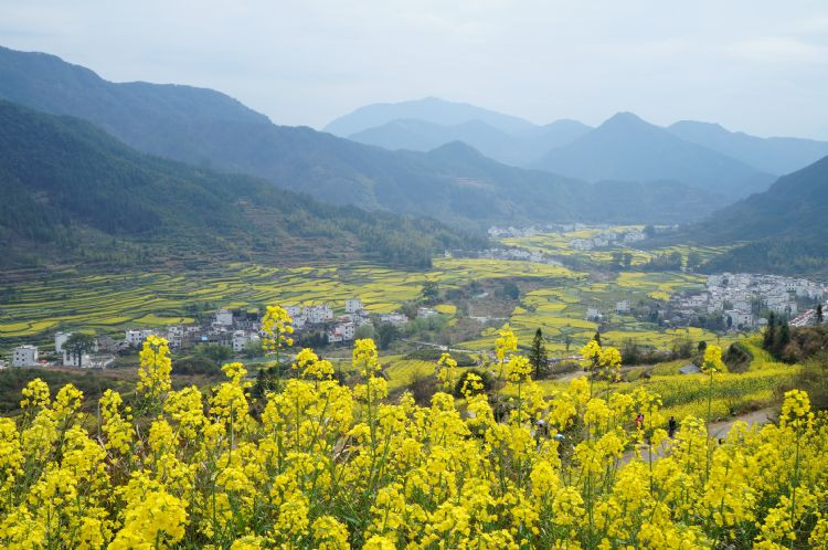 江岭梯田风光-婺源县必去景点