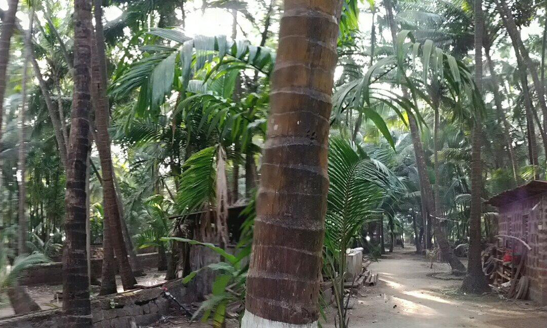 Osari Homestay主图