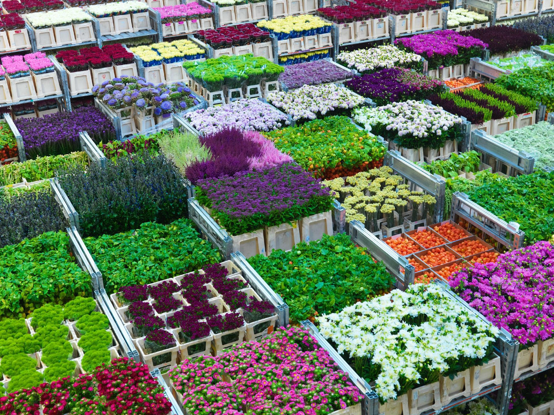 Royal FloraHolland Visitor Centre景点图片