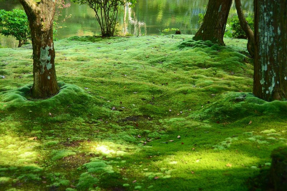 Saihoji Temple-京都市必去景点