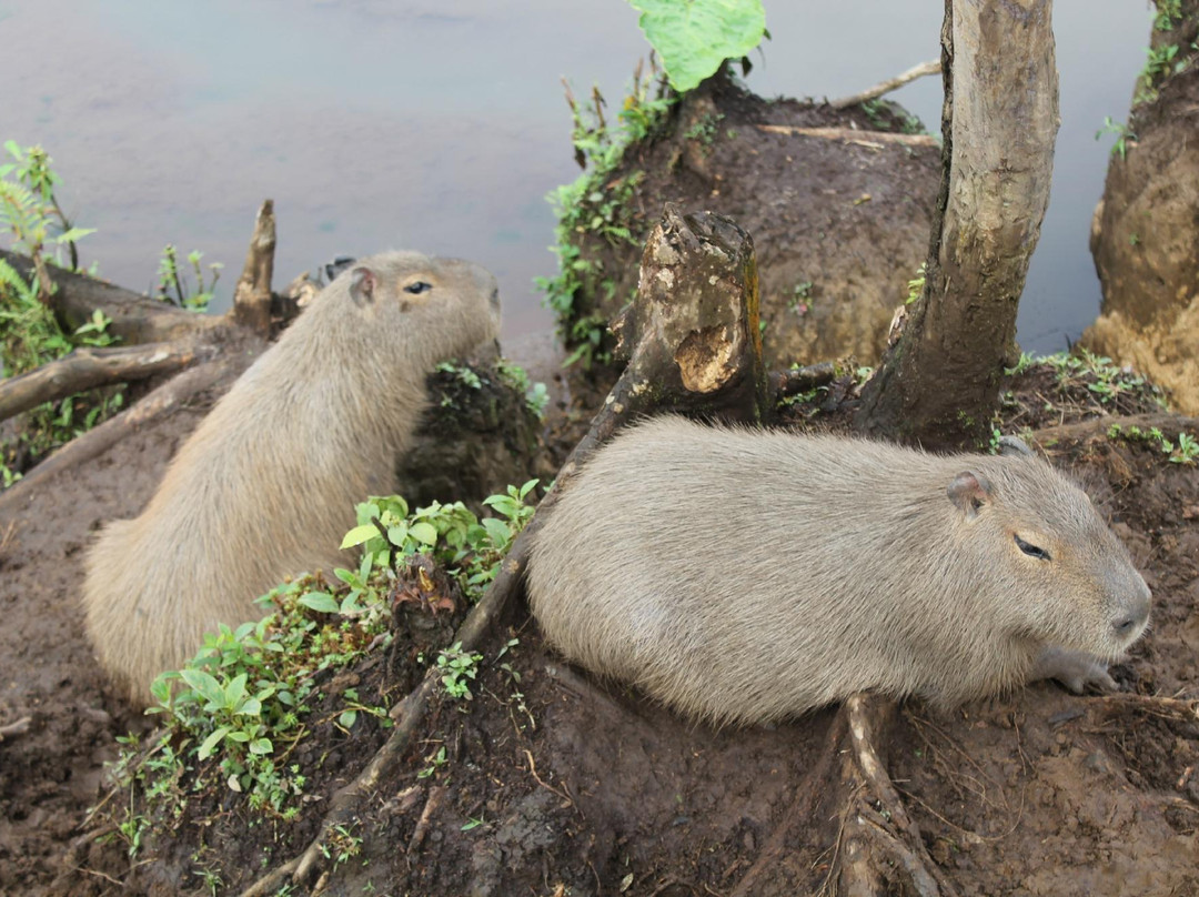 Zoorefugio Tarqui-Puyo必去景点