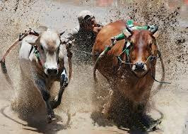 Bull Race Festival景点图片