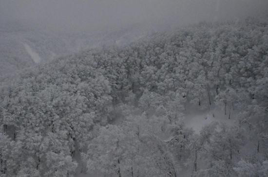 Frost Covered Trees of Zao景点图片