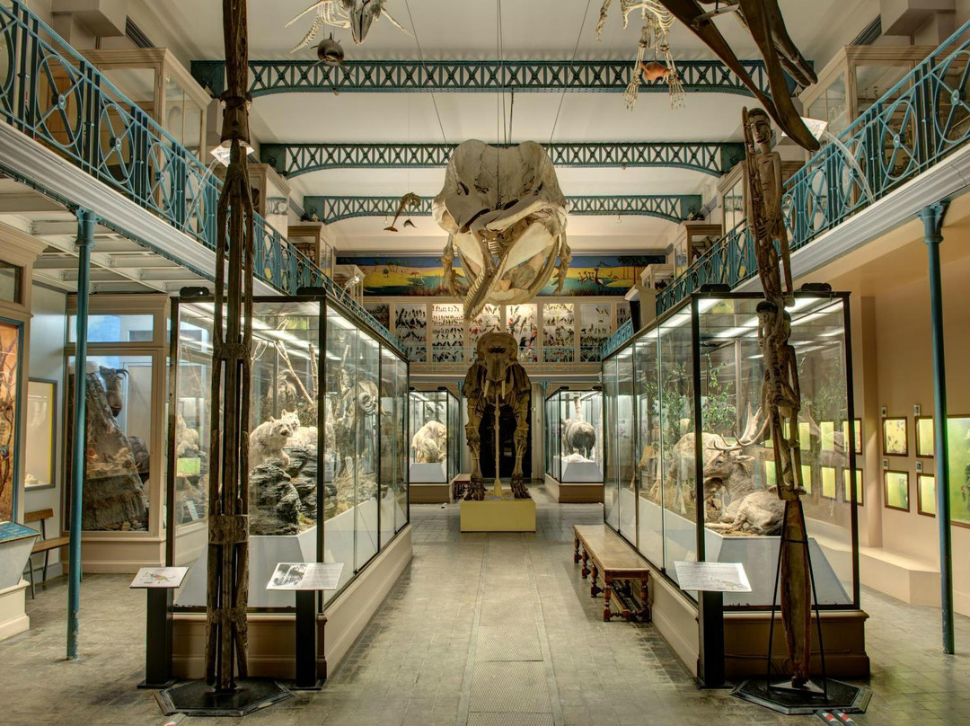 Musee d'Histoire Naturelle de Lille景点图片