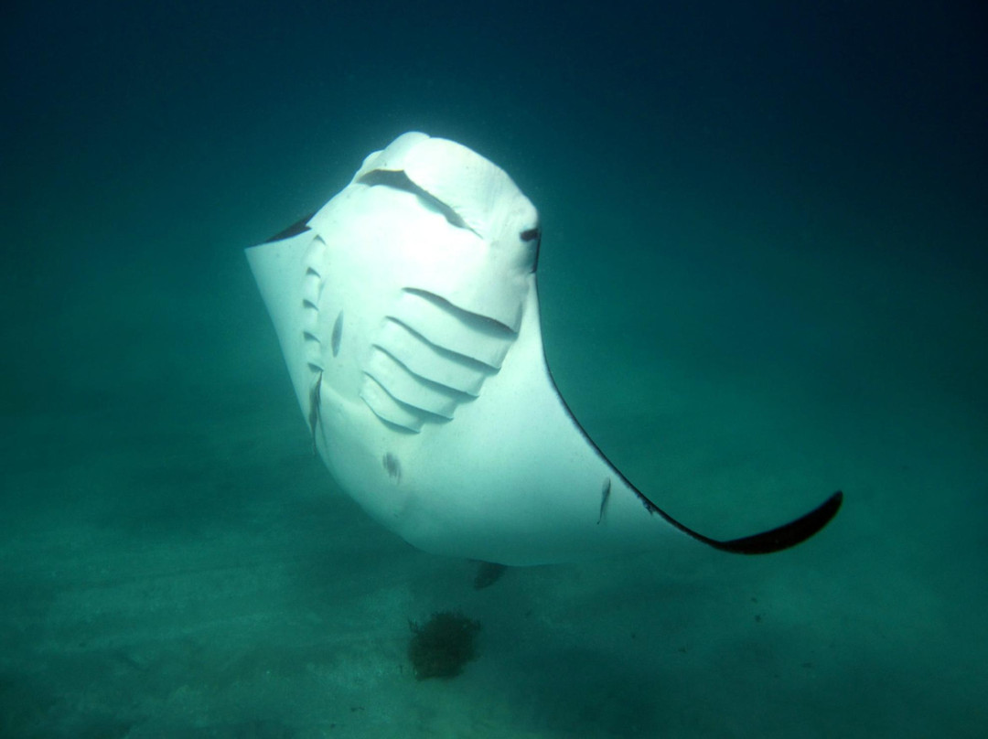 Ningaloo Marine Interactions-珊瑚湾必去景点