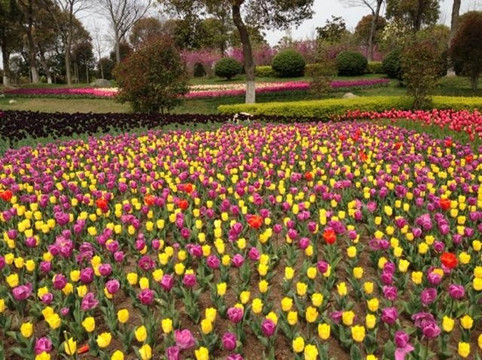 上海鲜花港-上海市必去景点