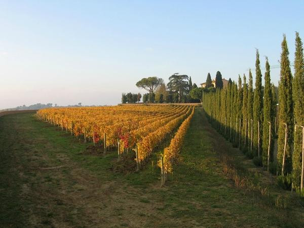 Villa Loggio Winery景点图片