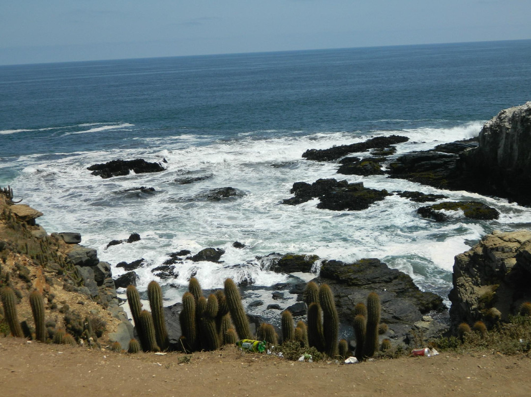 Punta De Lobos景点图片