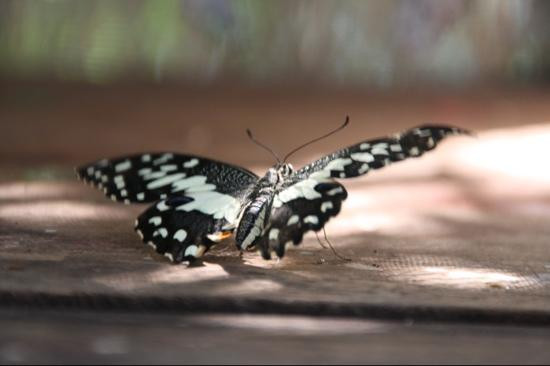 女王蝴蝶园-暹粒必去景点