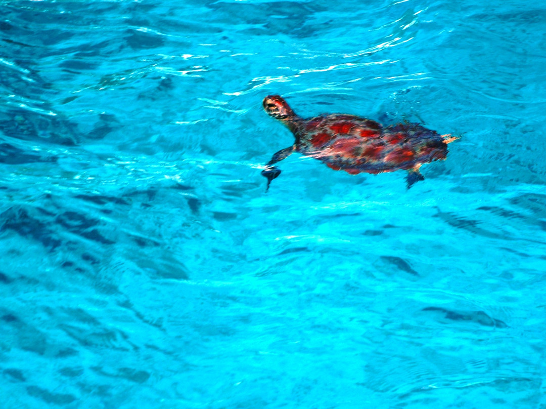 斯米兰群岛-攀牙必去景点