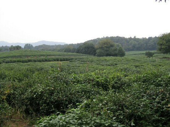 杭州龙井山园茶文化村-杭州市必去景点