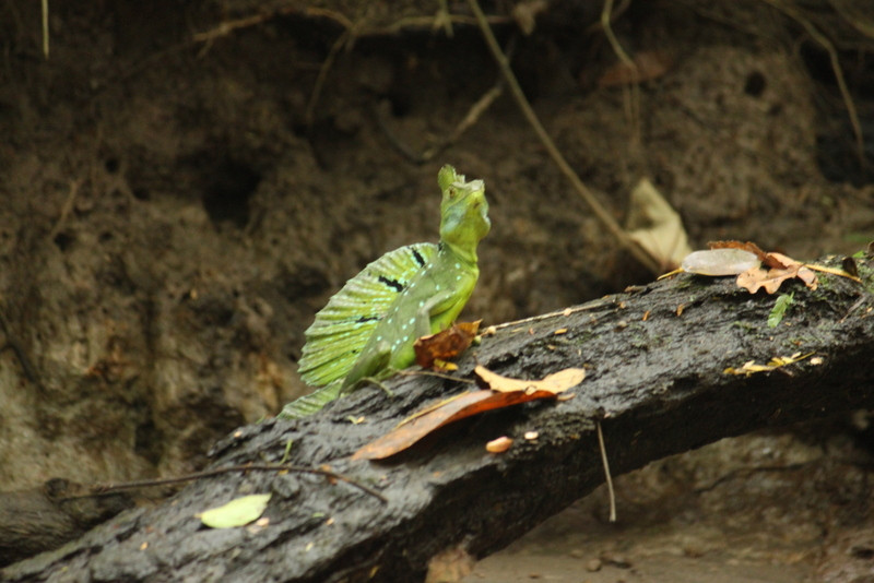 Tortuguero National Park景点图片