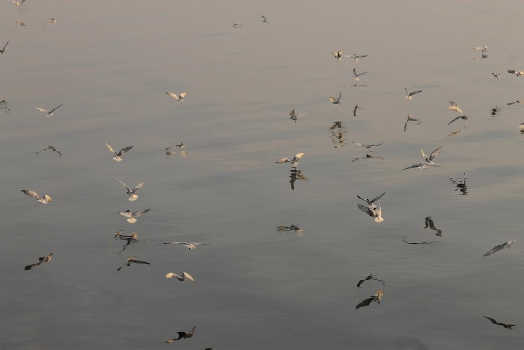 Sewri Jetty-孟买必去景点