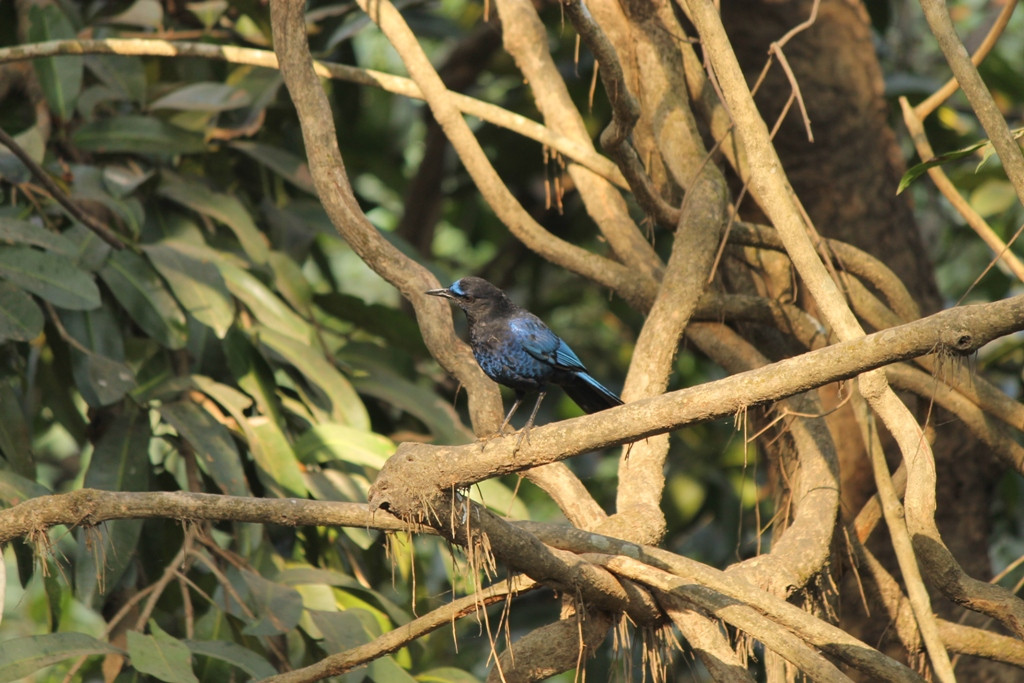 Karnala Bird Sanctuary景点图片