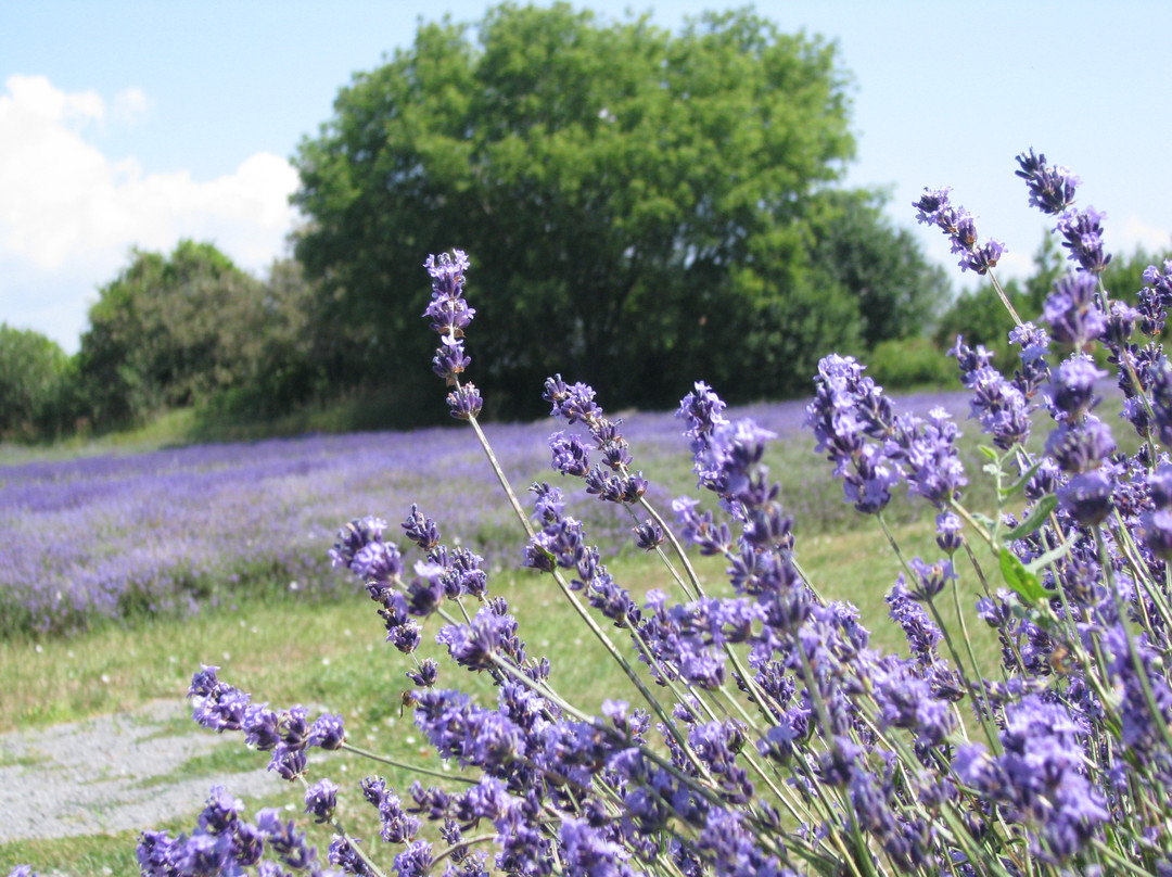 Prince Edward County Lavender景点图片