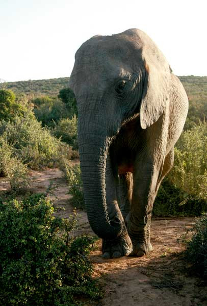 Barefoot Addo Elephant Lodge-Addo Elephant National Park必去景点