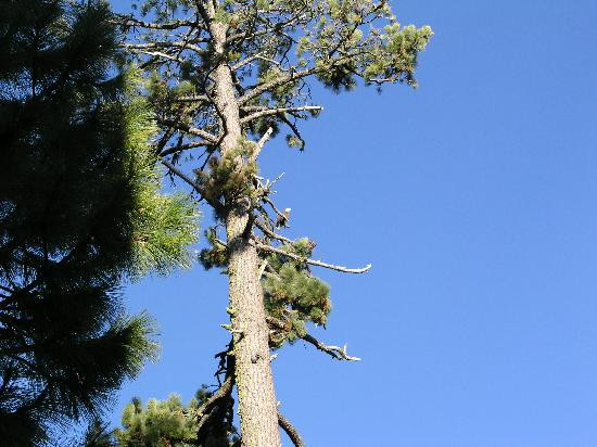 Manzanita Lake景点图片