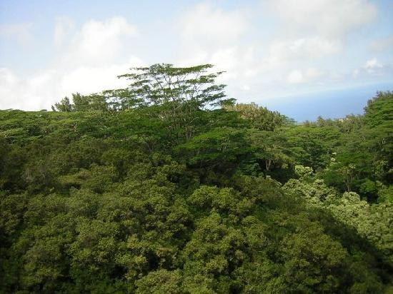 大岛生态探险景点图片