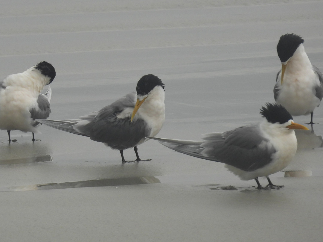 Cape Bridgewater Bay Beach-Cape Bridgewater必去景点