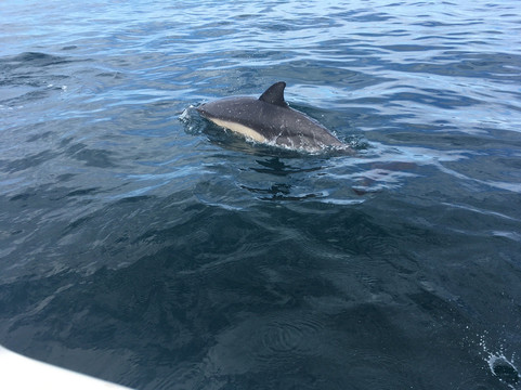 Fast Trips Boat Tours