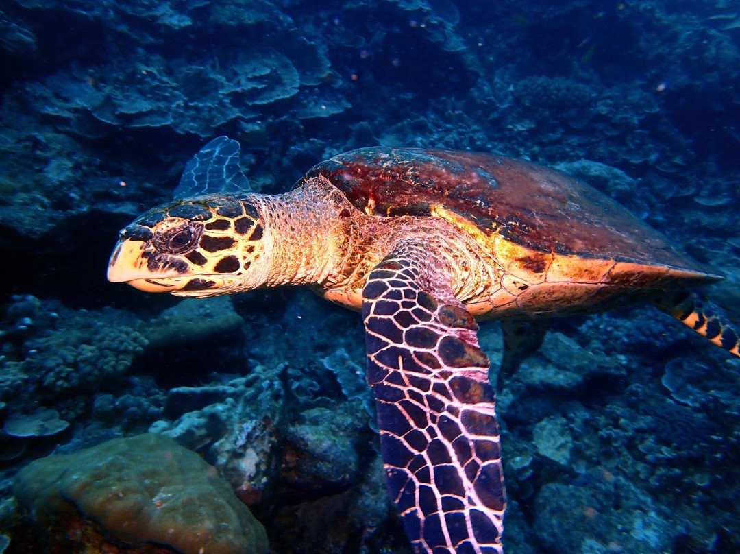 Extra Divers Australia-圣诞岛必去景点