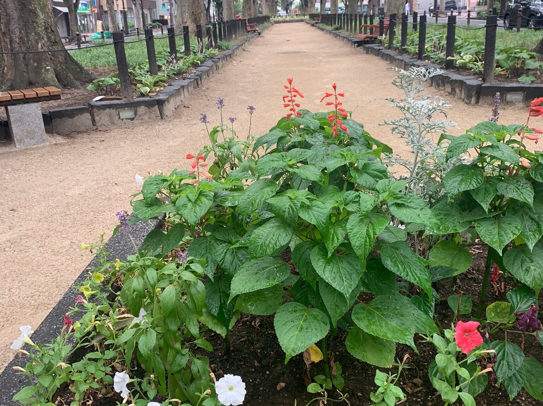 定禅寺大道•榉树林-仙台市必去景点