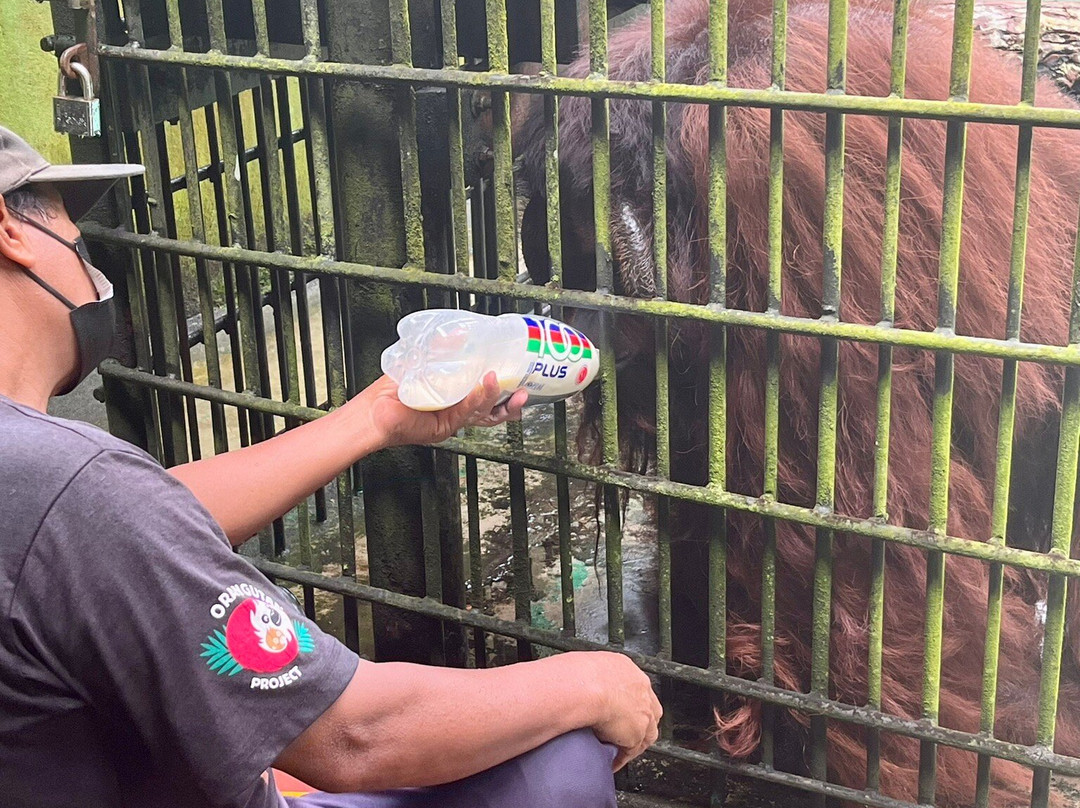 The Great Orangutan Project景点图片