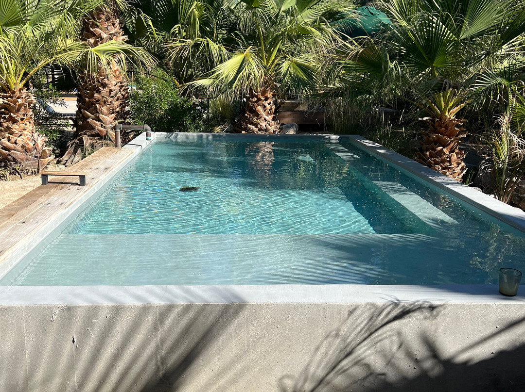 Two Bunch Palms主图